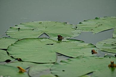 《Tidekeeper》Steam抢先体验 岛屿巡逻管理